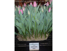 ��������� ����.jpg