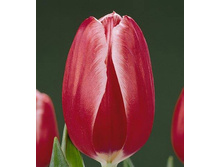 ���� ��.jpg