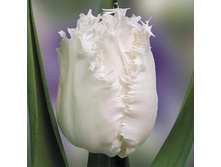 ����� ���.jpg