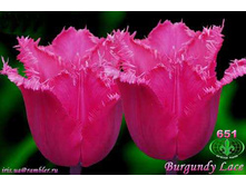 �������� ����.jpg