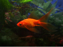 08.08.2009 17:26:37