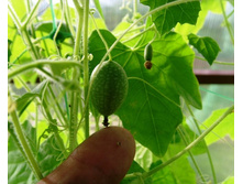 �������� ��������