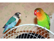 ����������� 395.jpg