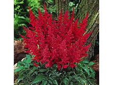 �������� 72