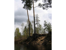 ������ ������