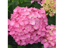 ��������� �������������� Freudenstein