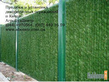 ��� ���� ����