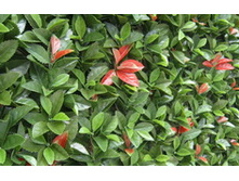 ��� ���� �������