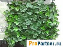 ������������ �������� ����