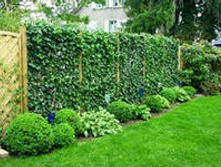 ������������ ��������