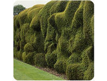 ������������ ��������