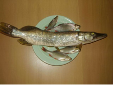 ������ 11 ��� 09