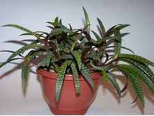 ��������� ������������