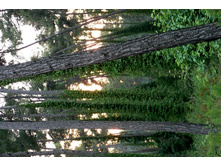 ���������� �����