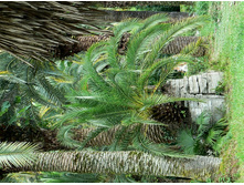 ������, ������, ������