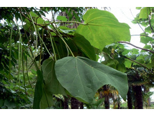 ����� �ӣ �������