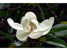 ��� ��������