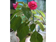 ������� �������� ���������