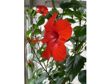 ��� ��������