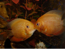 �������� �������� ���������