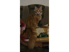 ���ԣ� - 5 ���.