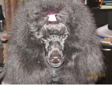 ���� � ����� 176.jpg