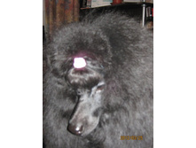 ���� � ����� 177.jpg