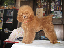 ���� � ����� 230.jpg