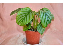 ������� ���������