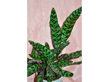 ������� ��������������