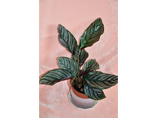 ������� ������