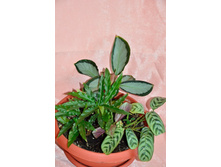 ����������