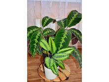 ������� ��������� � ������ ���������