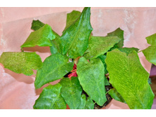 ������� �������