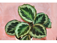 ������� ���������� ��������