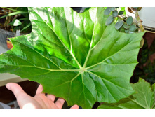 ������� ����������������