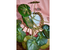 ������� �����