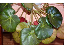 ������� �����