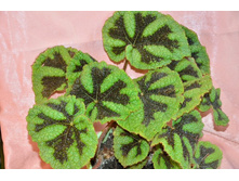 ������� �������