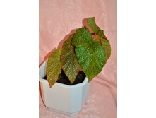 ������� ����������