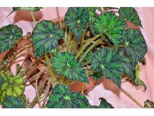 ������� ������ "���������� �����"