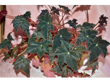 ������� ������ ���������