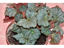 ������� ��������� �����