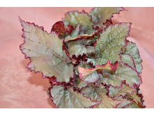 ������� ���� �� �����