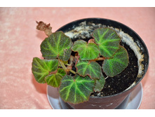 ������� ����-������