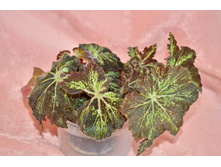 ������� ������� �����