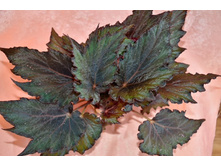 ������� ���� �����