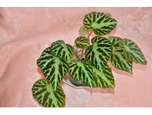 ������� ������ ������