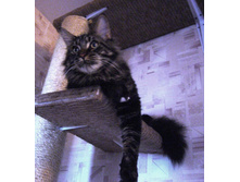 ���������� �����������.