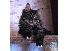 ���� �����������.